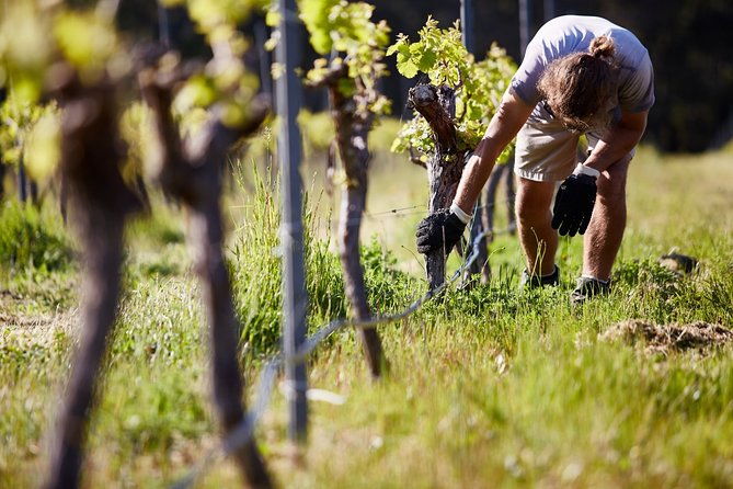Brown Hill Winemaker's Walk - FAQ