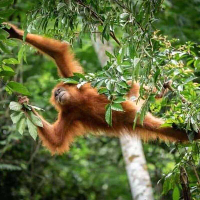 bukit-lawang-a-unique-wildlife-tour-overnight-into-jungle