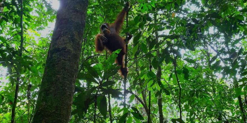 bukit-lawang-jungle-trekking-and-rafting-day-trip