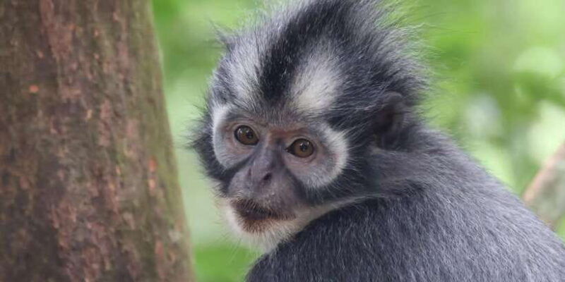 bukitlawang-orangutan-3-days-group-jungle-trek