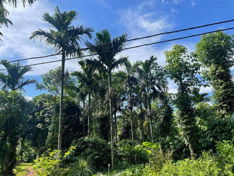 buon-ma-thuot-coffee-farm-tour-bean-to-brew-with-pickup