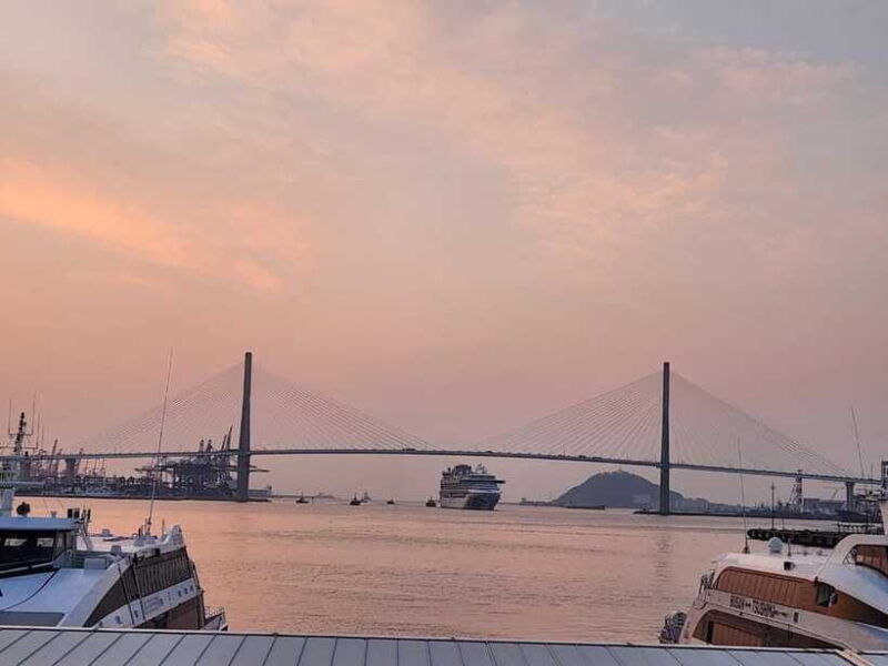 busan-private-tour-cat-cafe