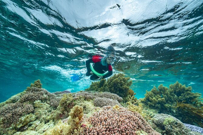 Busselton Jetty and Underwater Sculptures Snorkel Boat Tour - Final Thoughts on Value and Experience