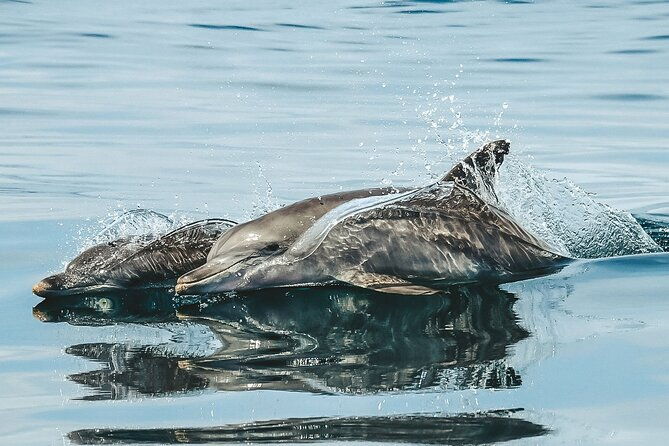 Byron Bay Dolphin Tour - Ocean Safari - Practical Details and Booking