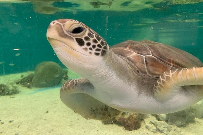 Cairns Aquarium Marine Life Encounter Ticket - Who Will Love This Experience?