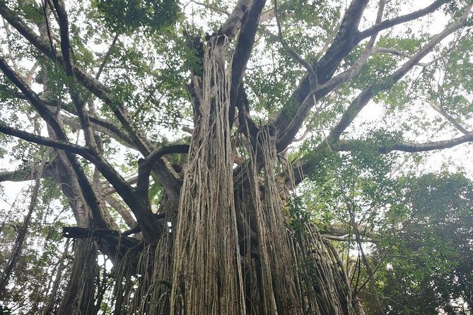 Cairns hidden gems, Historic Village Herberton and Tableland - Who is This Tour For?