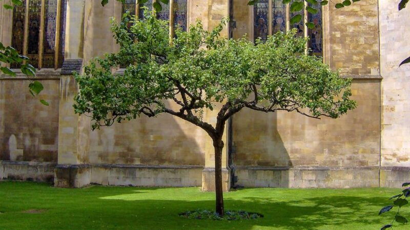 cambridge-university-walking-tour
