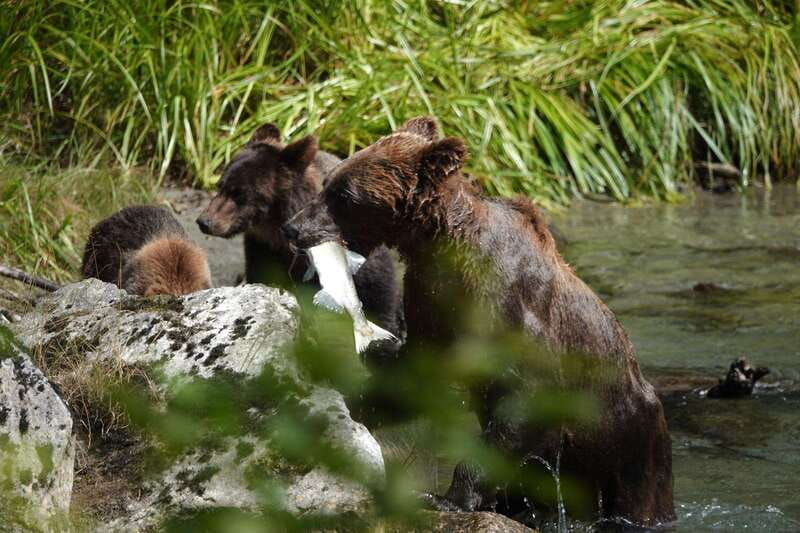 campbell-river-bute-inlet-grizzly-watching-tour-boat-ride