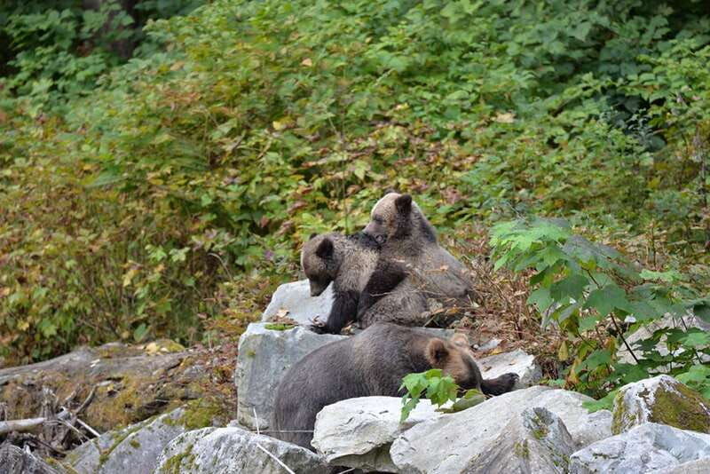 campbell-river-deluxe-grizzlies-indigenous-culture-tour