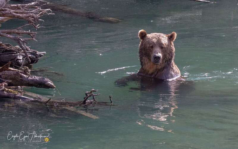 campbell-river-full-day-grizzly-bear-tour-with-lunch