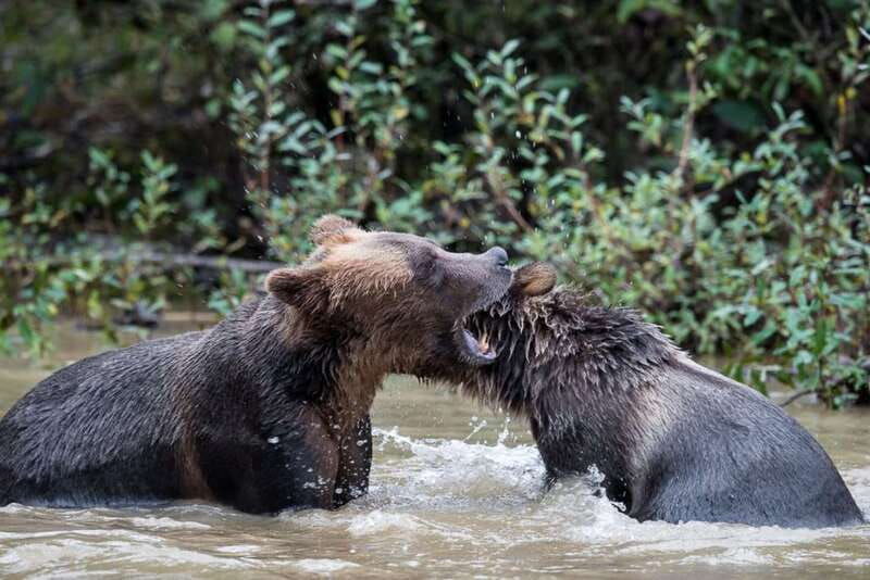 campbell-river-grizzly-bear-watching-tour-with-lunch