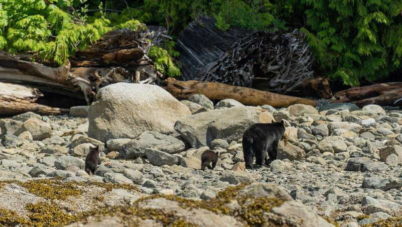 campbell-river-spring-bear-watching-waterfalls-boat-tour