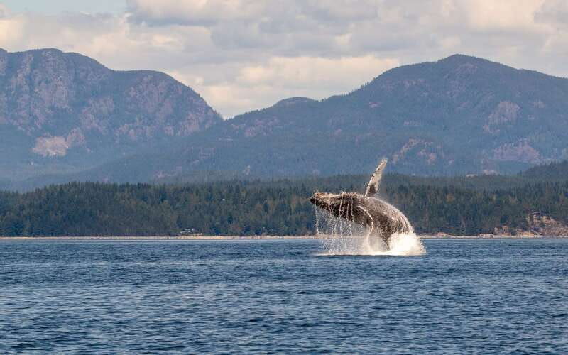 campbell-river-wildlife-tour-by-covered-boat