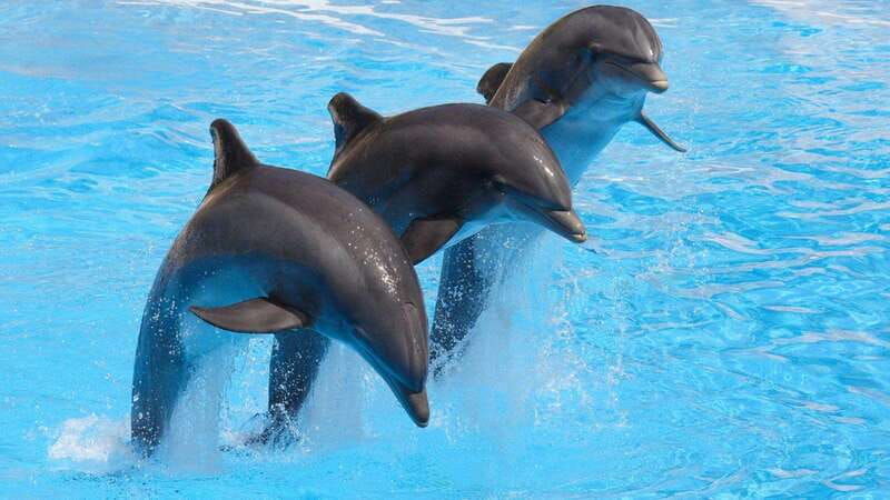 cancun-ticket-for-the-interactive-aquarium
