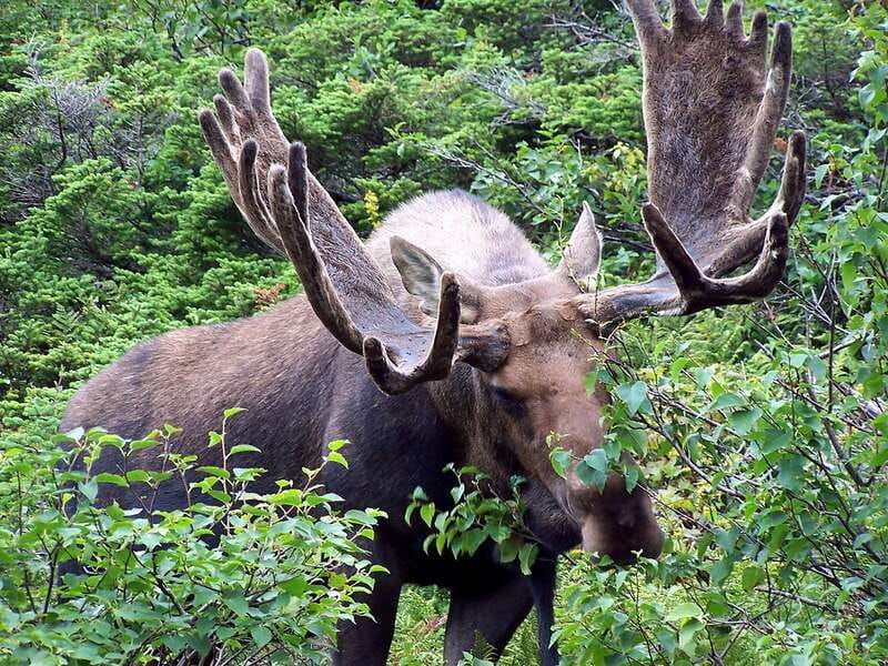 canmore-private-safari-drive-to-banff-park-nature-walk