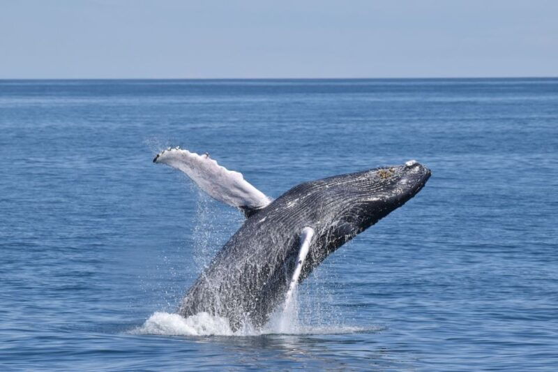 cape-may-scenic-whale-and-dolphin-watching-cruise