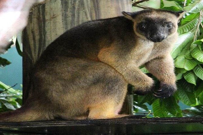 Cape Tribulation and Daintree Wilderness Day Tour in Cairns - The Sum Up