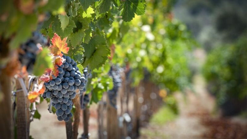 cappadocia-private-half-day-vineyards-wine-tasting-tour
