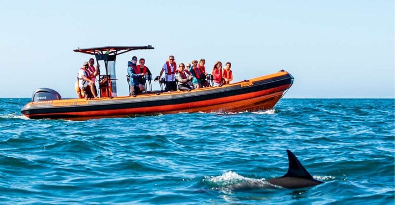 cascais-dolphin-watching-tour-2