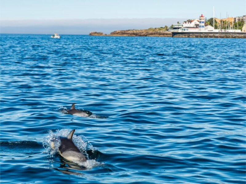 cascais-dolphin-watching-tour