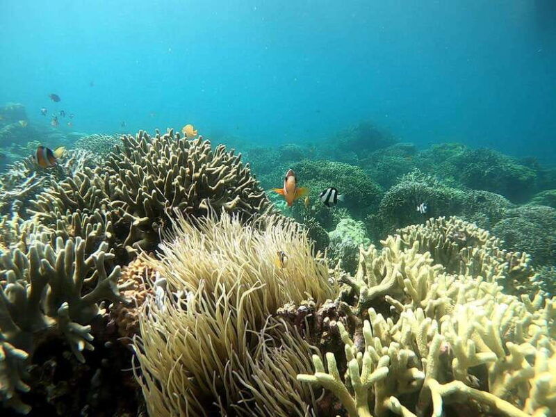 cebu-adventure-atv-mantayupan-falls-moalboal-snorkeling