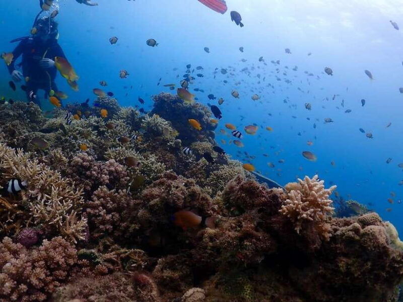 cebu-boat-diving-two-dive-tour-in-olango-island