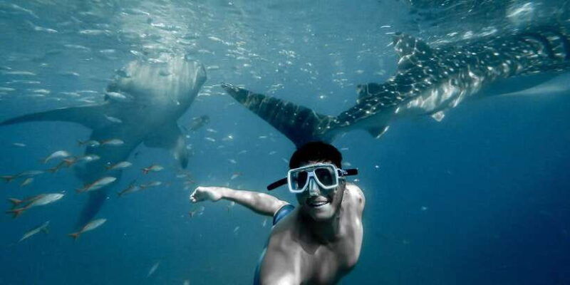 cebu-city-whale-shark-swimming-kawasan-falls-canyoneering