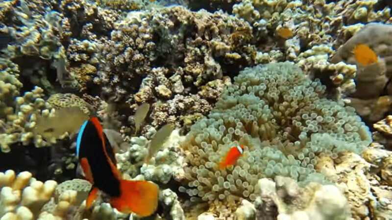 cebu-island-hopping-pescadorsardine-run-andturtle-paradise