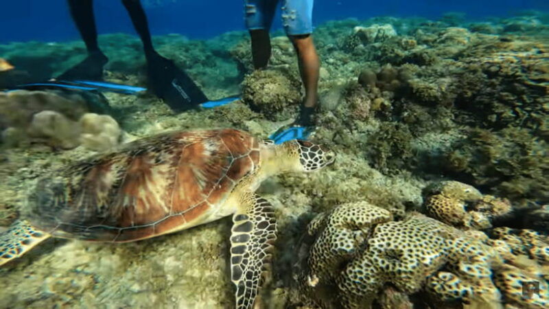cebu-oslob-whale-shark-and-moalboal-snorkeling-adventure-2