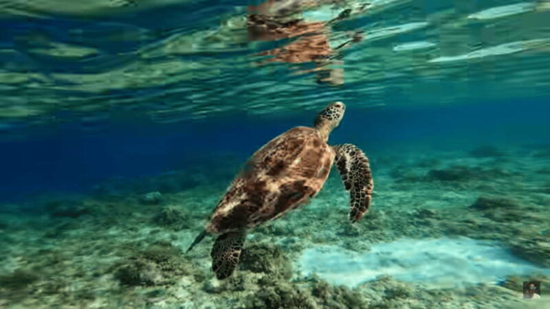 cebu-oslob-whale-shark-and-moalboal-snorkeling-adventure