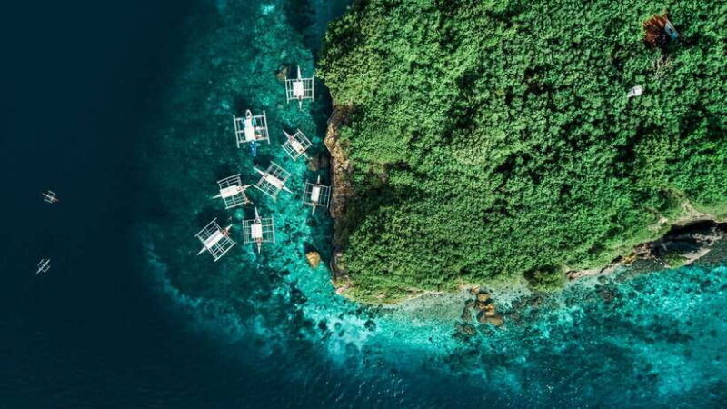 cebu-oslob-whale-shark-monkey-moalboal-turtle-adventure