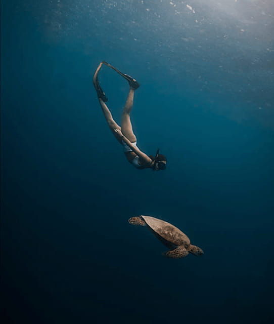 cebu-oslob-whalesharkinambakan-falls-moalboal-sardines-run