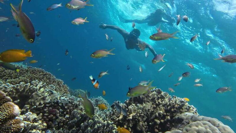cebu-whale-shark-inambakan-falls-moalboal-sardine-tour