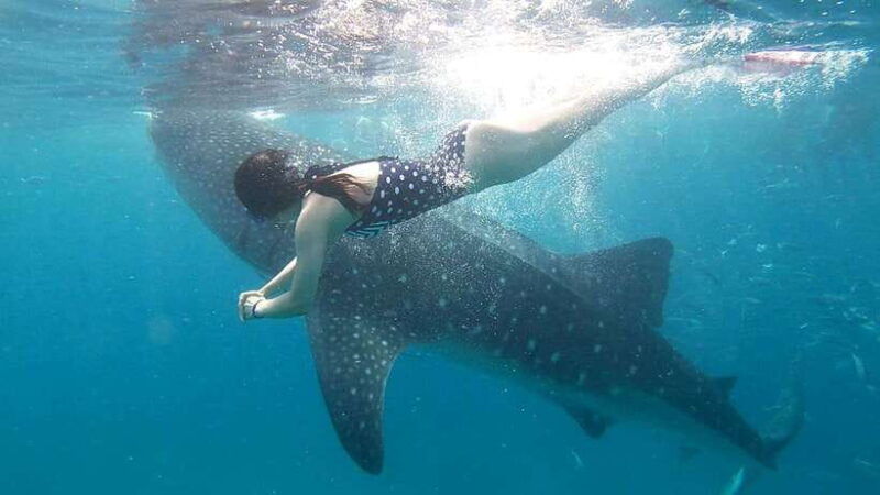 cebu-whale-shark-swim-kawasan-falls-moalboal-sardine-run