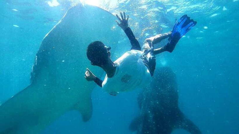 cebu-whale-shark-tumalog-waterfall-and-moalboal-tour