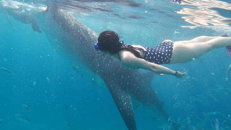 cebu-whaleshark-tumalog-falls-sardine-run-snorkeling