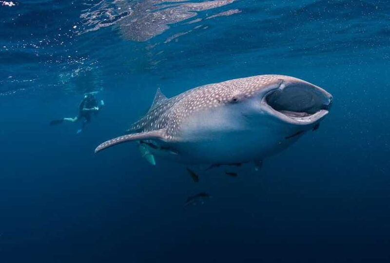 cebu-whalesharks-sumilon-sandbar-tumalog-falls-tour