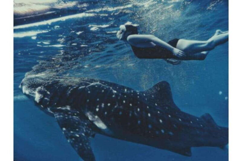 cebuwhale-shark-waterfall-and-sardine-run-group-tourmeal