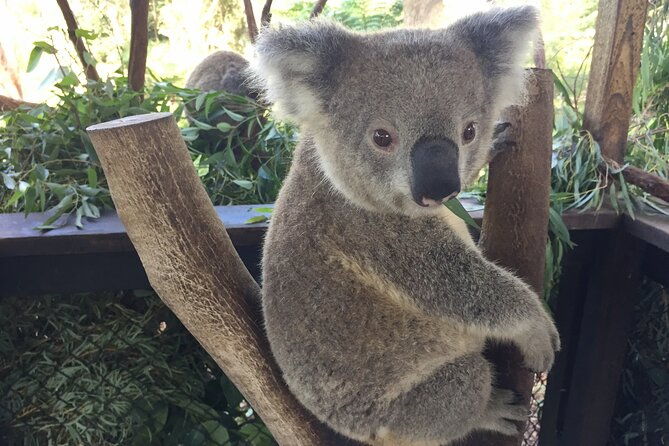 Central Coast Private Tour From Sydney, with Australian Reptile Park Option - FAQ