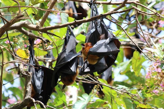 Chachoengsao One Day Trip from Bangkok : Historic Market and Buddhist Temples - The Sum Up