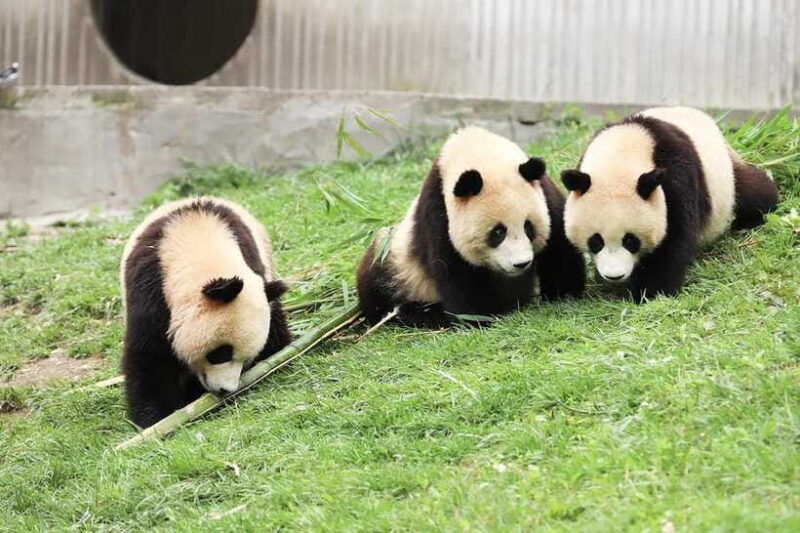 chengdu-giant-panda-base-half-day-tour-english-tour-guide