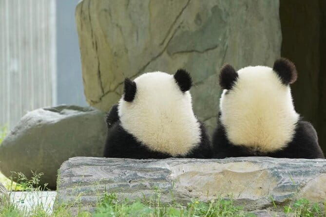 Chengdu Panda Breeding Base Ticket w/ Optional Transfer or Guide - Final Verdict