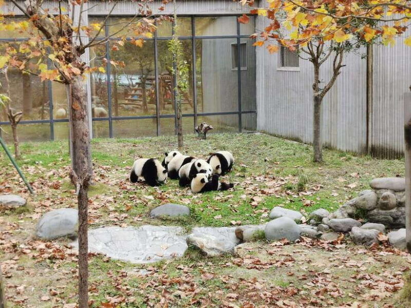 chengdu-private-panda-tour-at-panda-breeding-base