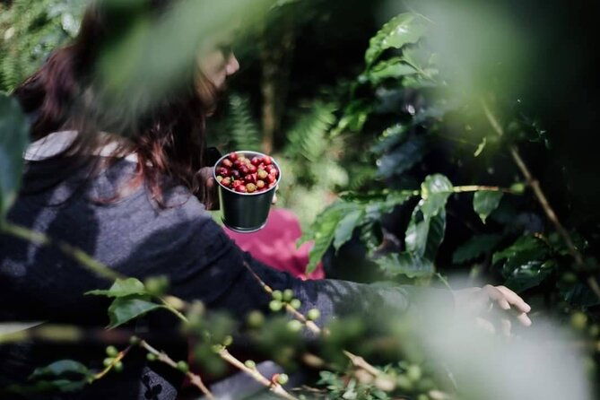 Chiangmai Coffee Farm Tour - The The Sum Up: Who Will Love This Tour?