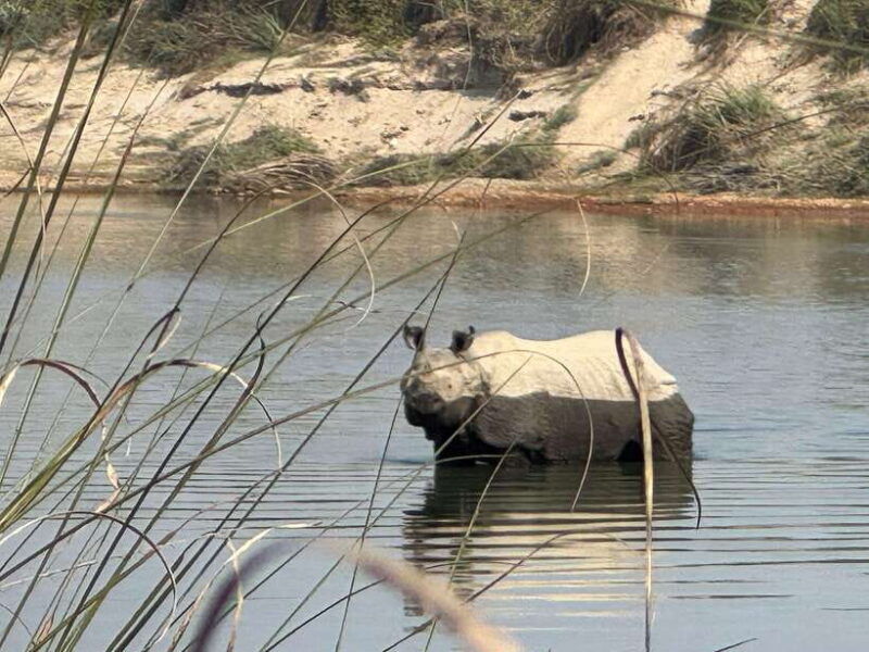 chitwan-full-day-safari-canoeing-and-jungle-walk-and-jeep