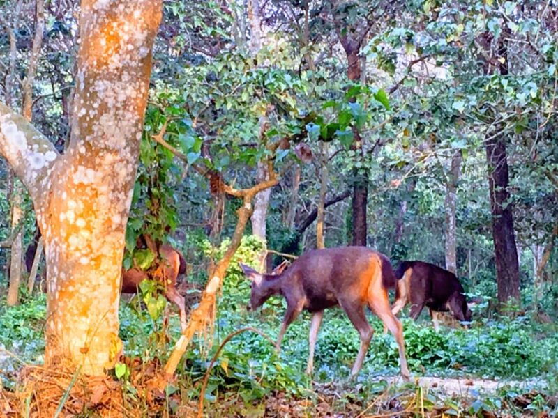 chitwan-jungle-one-night-towerstay-in-chitwan-national-park