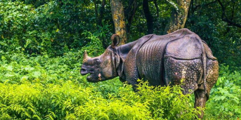chitwan-national-park-tower-night-stay-with-nature-guide