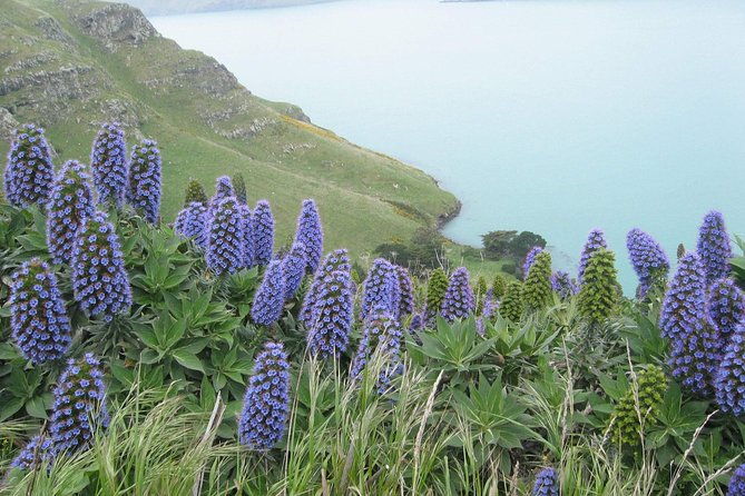 Christchurch Coastal Hiking Tour - Optional Homemade Picnic