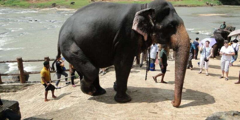 colombo-negombo-kandy-and-pinnawala-orphange-day-tour