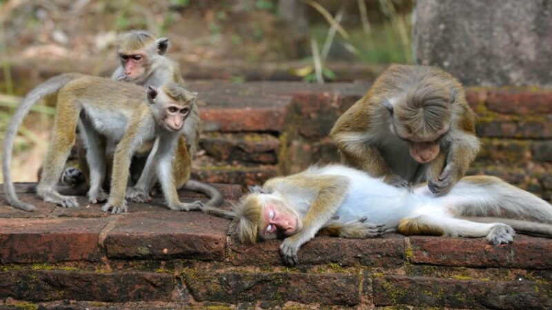 colombo-sigiriya-rock-cave-temple-village-private-tour